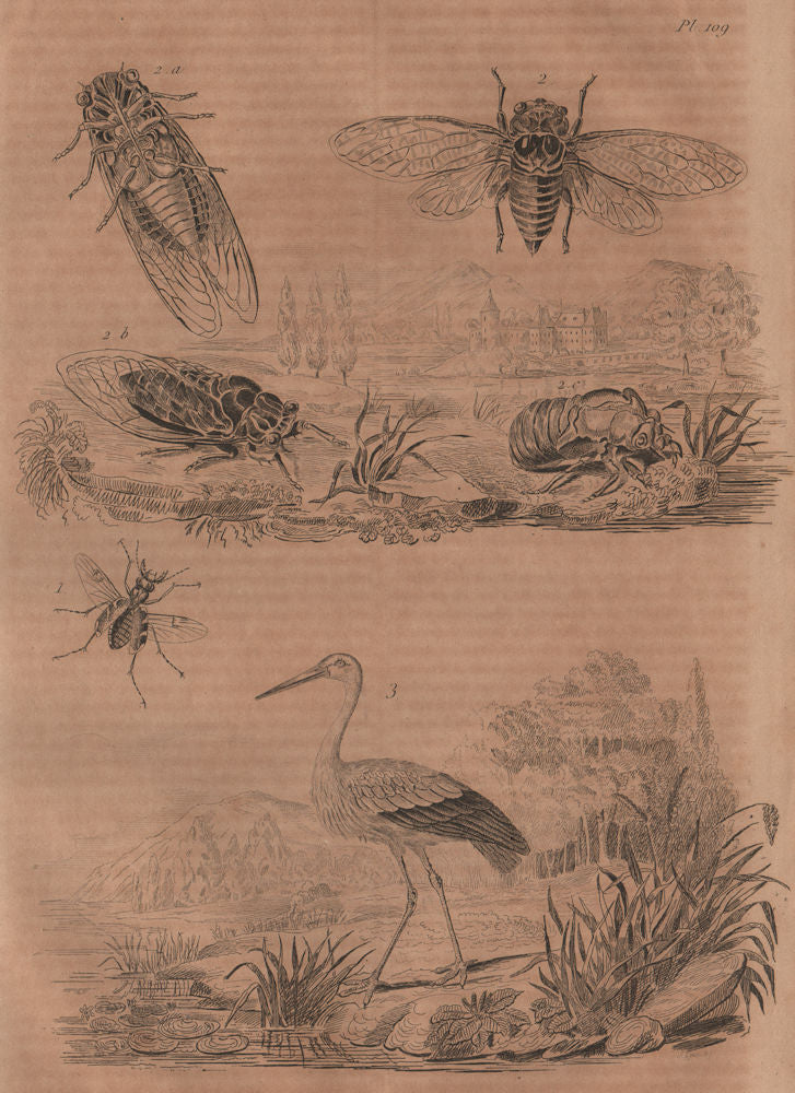 Cicindele (Tiger Beetle). Cigale (cicada). Cigogne (Stork) 1834 old print